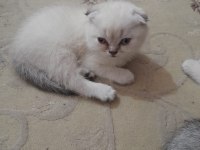 Beyaz Ve Kulakları Kırık Kedimizi Sahiplendirmek İsteriz