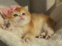 BRİTİSH SHORTHAİR AÇIKLAMAYI OKUMADAN ARAMAYIN LÜTFEN