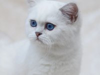 British shorthair dişi