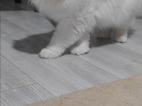 British longhair kedisi