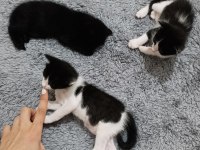 3 yavru kediye yuva arıyoruz