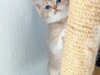 British longhair ve shorthair ırk garantili yavrular
