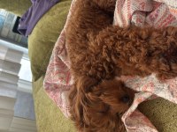 7 aylık Maltipoo Ücretsiz Sahiplendirme
