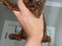 Red Brown renk Erkek dişi Toy poodle bebekler