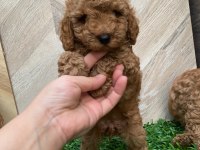 Toy poodle yavru köpekler