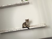 Dişi british shorthair