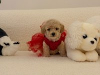 Sağlık Ve Irk Garantili Maltipoo Bebekler
