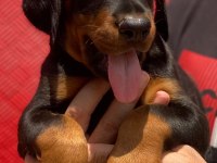 Üst kalite A şecereli yavrular european doberman king