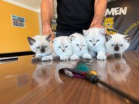 ORJİNAL IRK YAVRU KEDİLER MAĞAZAMIZDA CANLI GÖRÜN ANK