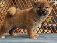 Shiba inu yavrular