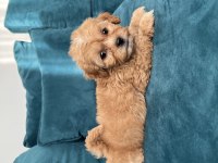 A KALİTE MALTİPOO LAR
