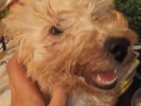 Maltipoo Poodle Kırması