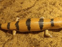 Peters banded skinks