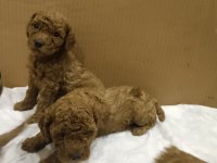 Poodle yavrucuklar