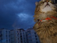 Ücretsiz sahiplendirilme erkek kedimiz