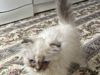 British Longhair