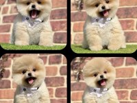 2.5 AYLIK DİŞİ AŞILARI TAM POMERANİAN BOO