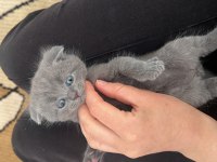 2 Aylık Gri British Shorthair