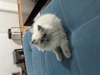 2-3 aylık yavru british longhair kedimiz