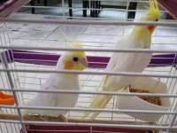 Pf Mutasyon Ve Lutino Sultan Papağanı