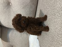 Erkek Teacup Dark Redbrown Kore Poodle