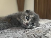 8 haziran doğumlu scottish fold