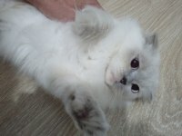 Scottish fold yavrularımıza yuva arıyoruz