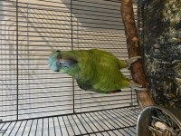 Yari evcil blue front amazon papağanı