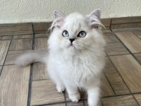 Sevgi dolu yakışıklı british longhair oğlumuz