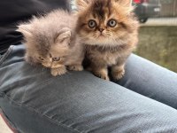 Safkan British Longhair Bebekler