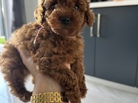 3 Aylık Toy Poodle Yavrusu