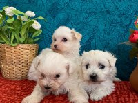 Sevimli Bebekler Maltese