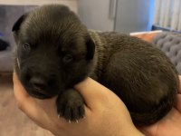 FCI Şecere Malinois