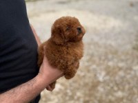 Kore kan bebek yüzlü poodle cinsi yavrularım