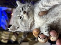 Uysal oyuncu british shorthair yavrumuz
