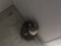 ACİL 6 aylık tüyü yumuşacık dişi tekir