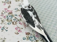 Uysal çok sağlıklı erkek sultan papağanı