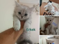 3 Yavru British Shorthair Yeni Yuvasını Bekliyor