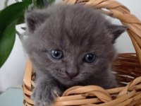 Yavru dişi uysal minik scottish fold
