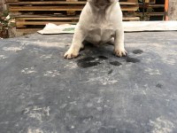 Platinyum french Bulldog