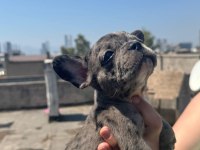 Dişi merle french bulldog