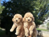Orjinal Maltipoo yavrularım