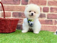 Pomeranian boo erkek köpeğimiz