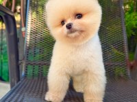 Orjinal Pomeranian Boo