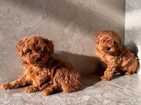 Toy Poodle Irk Garantili Yavrular