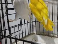 Lutino albino takım papağanlar