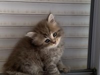 BRİTİSH BEBEK KEDİLERİMİZ