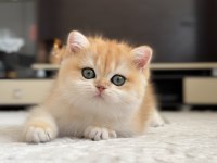 Şampiyon Annenin Kızı British Shorthair