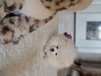 Show kalite pomeranian boo