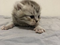 Yeni minik yavrularım british shorthair